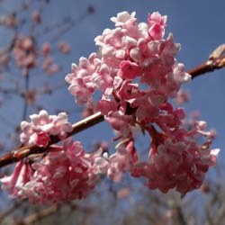 viburnum bodnantense charles lamont